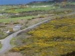 [Zennor Coast Road with Gorse]